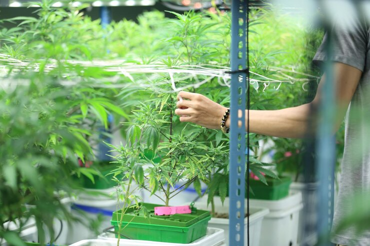 Mobile Vertical Grow Rack System